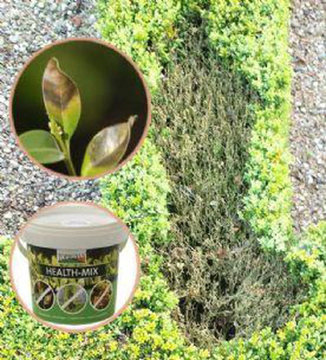 Topbuxus Buxus Health Mix 4 Topbuxus Buxus Health Mix - Image 4