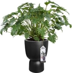 Elho Pure Coupe 41 - Bloempot Voor Binnen & Buiten - Ø 41.3 X H 57.9 Cm - Zwart/Zwart -Tuinartikelen Winkel 1181x1200 5