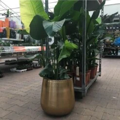 Gina Da Bloempot Karakter Goud - XL -Tuinartikelen Winkel 1191x1200 6