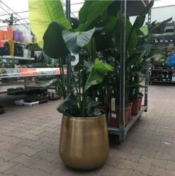 Merkloos Bloempot Karakter Goud - L 9 Merkloos Bloempot Karakter Goud - L -Tuinartikelen Winkel 1191x1200 7