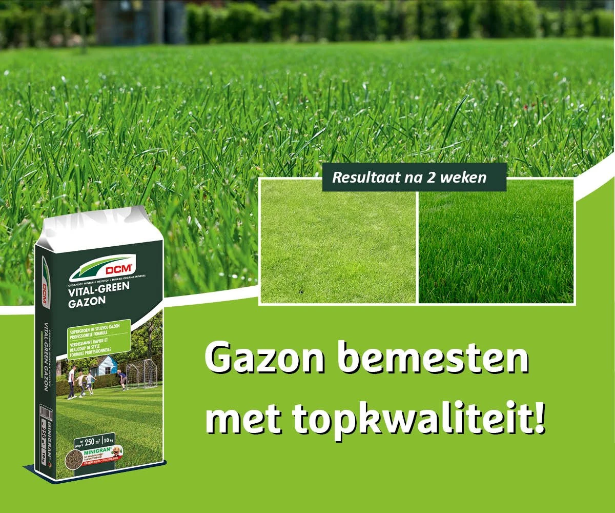 DCM Vital-Green Gazon - Gazonmest - Gazonmeststof Met MINIGRAN® Technology - 75m2 - 3 Kg 3 DCM Vital-Green Gazon - Gazonmest - Gazonmeststof Met MINIGRAN® Technology - 75m2 - 3 Kg - Image 3