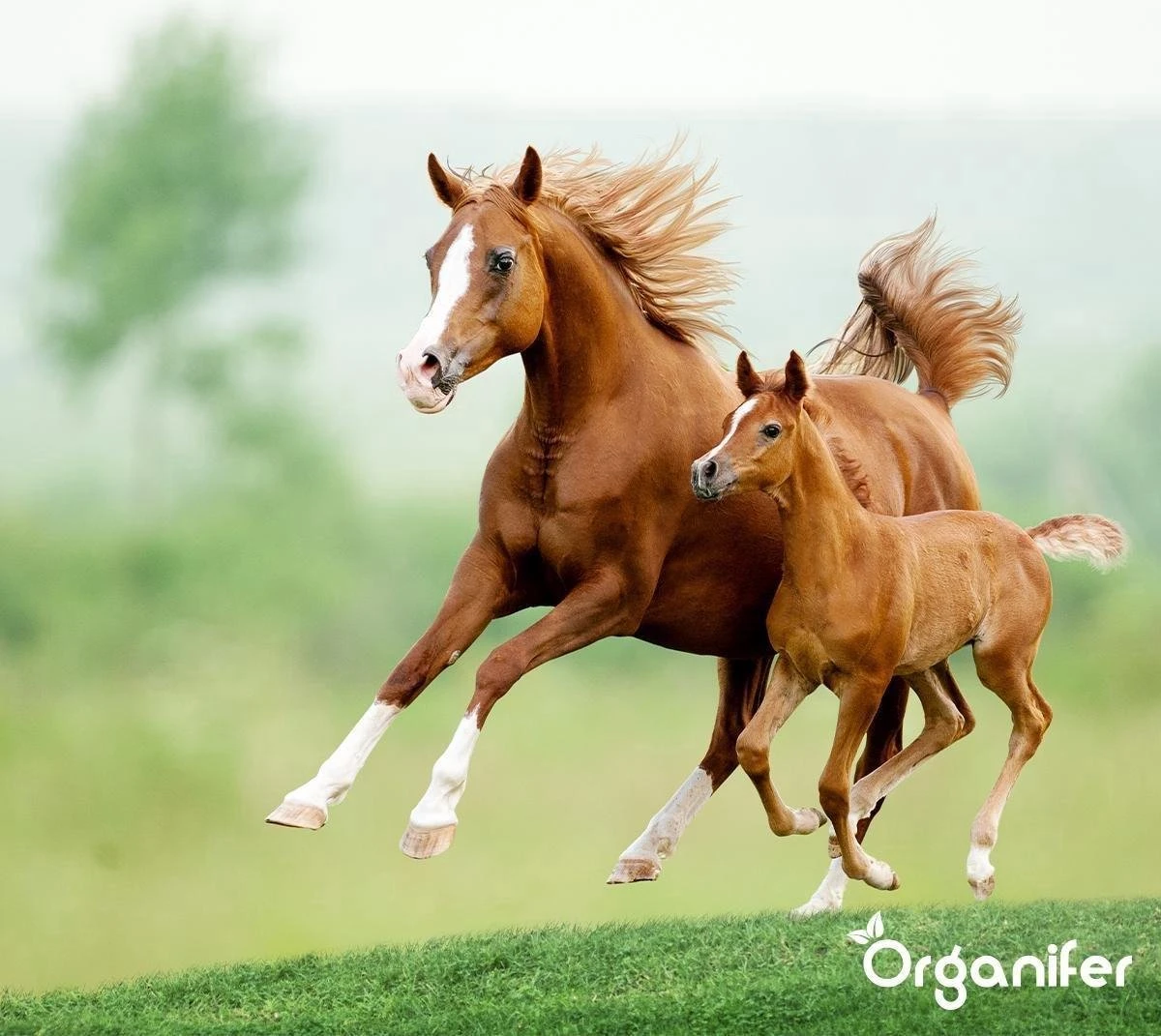 Kalk Korrel Meststof Verrijkt Met Magnesium (20Kg - Voor 400m2) Voor Dieper Bladgroen (+PH) Speciaal Voor Gazon, Perken, Moestuin En Openbaar Groen - Organifer 8 Kalk Korrel Meststof Verrijkt Met Magnesium (20Kg - Voor 400m2) Voor Dieper Bladgroen (+PH) Speciaal Voor Gazon, Perken, Moestuin En Openbaar Groen - Organifer - Image 8