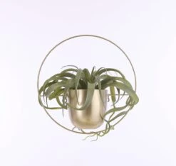 Mica Decorations Dexter Bloempot Wand - L34 X B14 X H34 Cm - Goud 10 Mica Decorations Dexter Bloempot Wand - L34 X B14 X H34 Cm - Goud -Tuinartikelen Winkel 1200x1137 4