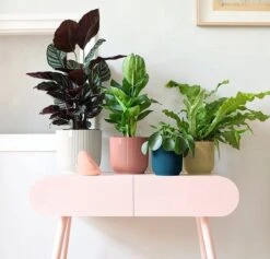 Elho Vibes Fold Rond 25 - Bloempot Voor Binnen - Ø 25.0 X H 23.0 Cm - Delicaat Roze -Tuinartikelen Winkel 1200x1149 6