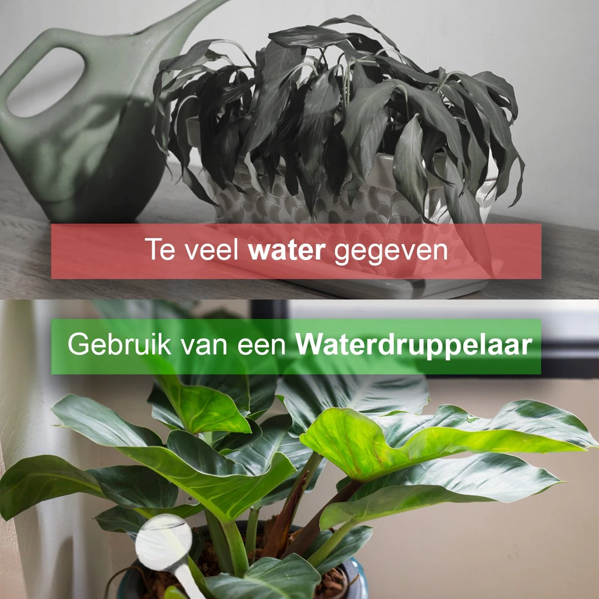 Waterdruppelaar Set Van 12 Stuks - Waterdruppelaar Voor Planten - Watergeefsysteem - Waterbol Irrigatiesysteem - Automatisch Druppelsysteem Voor Kamerplanten & Tuin - Watergever - Transparant - 15cm 6 Waterdruppelaar Set Van 12 Stuks - Waterdruppelaar Voor Planten - Watergeefsysteem - Waterbol Irrigatiesysteem - Automatisch Druppelsysteem Voor Kamerplanten & Tuin - Watergever - Transparant - 15cm - Image 6