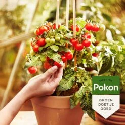 Pokon Bio Moestuin Mest - 1kg - Meststof (biologisch) - 120 Dagen Moestuinvoeding -Tuinartikelen Winkel 1200x1200 1700