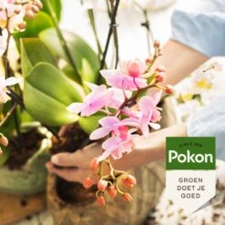 Pokon Orchidee Voeding - 500ml - Plantenvoeding - 10ml Per 1L Water -Tuinartikelen Winkel 1200x1200 1716