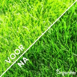 Gazonmest All-In-One (10Kg - Voor 200m2) Voor Een Diepgroen Sterk Gazon Zonder Mos En Onkruid - Complete Meststof Met Kalk En Grasversterker - Organifer -Tuinartikelen Winkel 1200x1200 1725