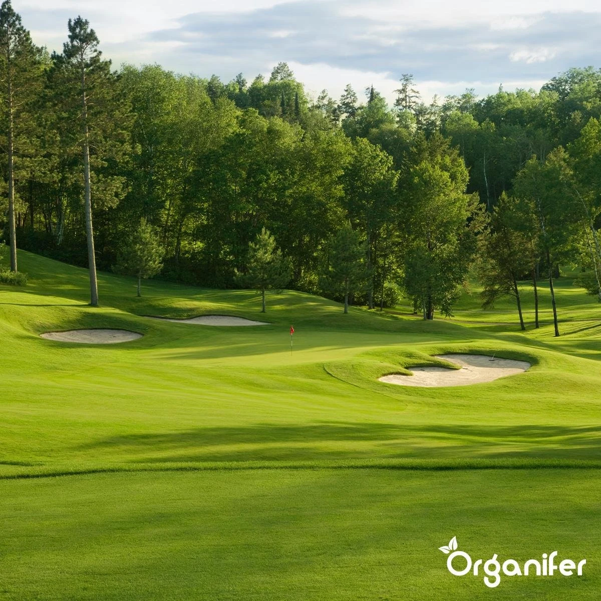 Gazonmest All-In-One (5Kg - Voor 100m2) Voor Een Diepgroen Sterk Gazon Zonder Mos En Onkruid - Complete Meststof Met Kalk En Grasversterker - Organifer 12 Gazonmest All-In-One (5Kg - Voor 100m2) Voor Een Diepgroen Sterk Gazon Zonder Mos En Onkruid - Complete Meststof Met Kalk En Grasversterker - Organifer - Image 12