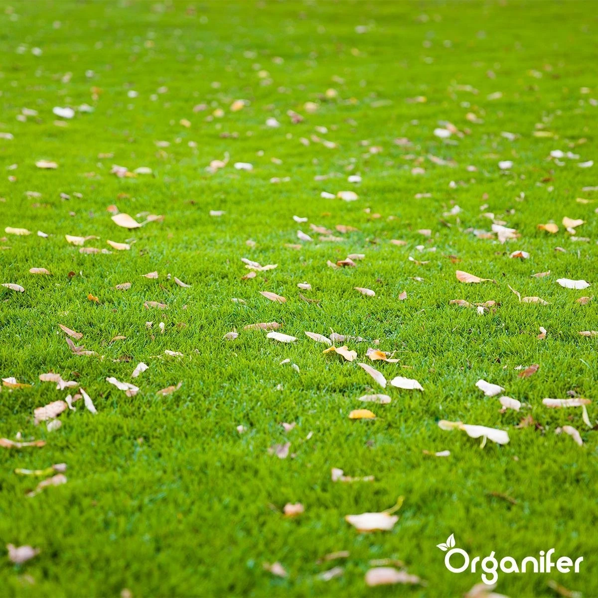 Gazonmest All-In-One (5Kg - Voor 100m2) Voor Een Diepgroen Sterk Gazon Zonder Mos En Onkruid - Complete Meststof Met Kalk En Grasversterker - Organifer 15 Gazonmest All-In-One (5Kg - Voor 100m2) Voor Een Diepgroen Sterk Gazon Zonder Mos En Onkruid - Complete Meststof Met Kalk En Grasversterker - Organifer - Image 15
