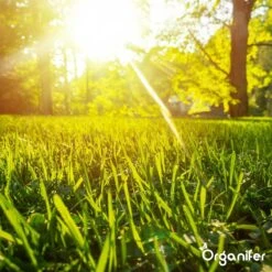 Gazonmest All-In-One (5Kg - Voor 100m2) Voor Een Diepgroen Sterk Gazon Zonder Mos En Onkruid - Complete Meststof Met Kalk En Grasversterker - Organifer 31 Gazonmest All-In-One (5Kg - Voor 100m2) Voor Een Diepgroen Sterk Gazon Zonder Mos En Onkruid - Complete Meststof Met Kalk En Grasversterker - Organifer -Tuinartikelen Winkel 1200x1200 1767