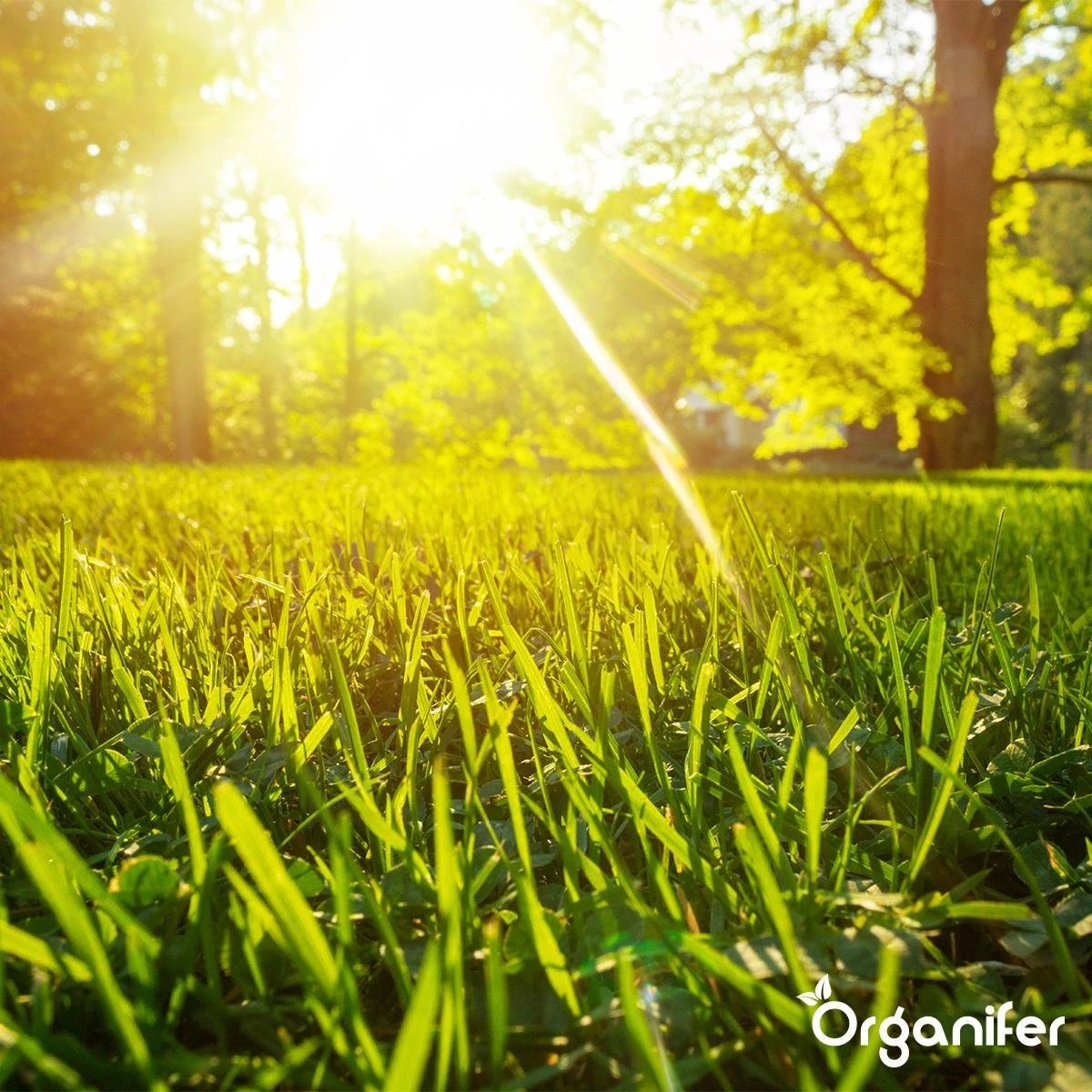 Gazonmest All-In-One (5Kg - Voor 100m2) Voor Een Diepgroen Sterk Gazon Zonder Mos En Onkruid - Complete Meststof Met Kalk En Grasversterker - Organifer 16 Gazonmest All-In-One (5Kg - Voor 100m2) Voor Een Diepgroen Sterk Gazon Zonder Mos En Onkruid - Complete Meststof Met Kalk En Grasversterker - Organifer - Image 16