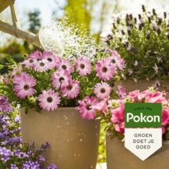 Pokon Terras & Balkonplanten Voeding - 1l - Plantenvoeding - 20ml Per 1L Water 7 Pokon Terras & Balkonplanten Voeding - 1l - Plantenvoeding - 20ml Per 1L Water -Tuinartikelen Winkel 1200x1200 1768