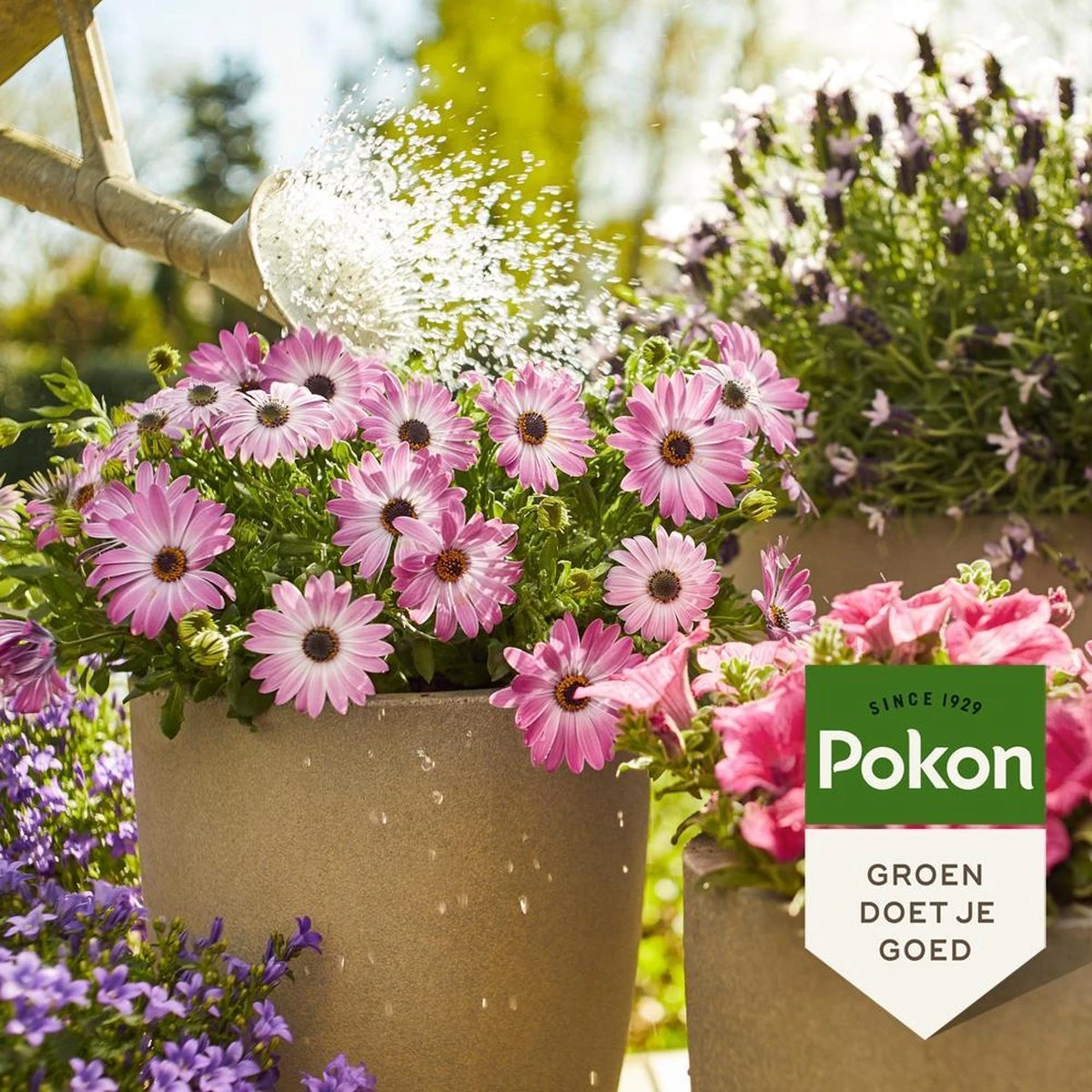 Pokon Terras & Balkonplanten Voeding - 1l - Plantenvoeding - 20ml Per 1L Water 3 Pokon Terras & Balkonplanten Voeding - 1l - Plantenvoeding - 20ml Per 1L Water - Image 3