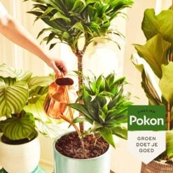 Pokon Kamerplanten Voeding - 500ml - Plantenvoeding - 20ml Per 1L Water -Tuinartikelen Winkel 1200x1200 1778