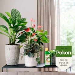 Pokon Kamerplanten Voeding - 500ml - Plantenvoeding - 20ml Per 1L Water -Tuinartikelen Winkel 1200x1200 1779