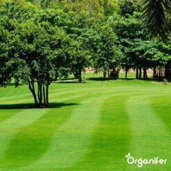 Kalk Korrel Meststof Verrijkt Met Magnesium (20Kg - Voor 400m2) Voor Dieper Bladgroen (+PH) Speciaal Voor Gazon, Perken, Moestuin En Openbaar Groen - Organifer 31 Kalk Korrel Meststof Verrijkt Met Magnesium (20Kg - Voor 400m2) Voor Dieper Bladgroen (+PH) Speciaal Voor Gazon, Perken, Moestuin En Openbaar Groen - Organifer -Tuinartikelen Winkel 1200x1200 1792