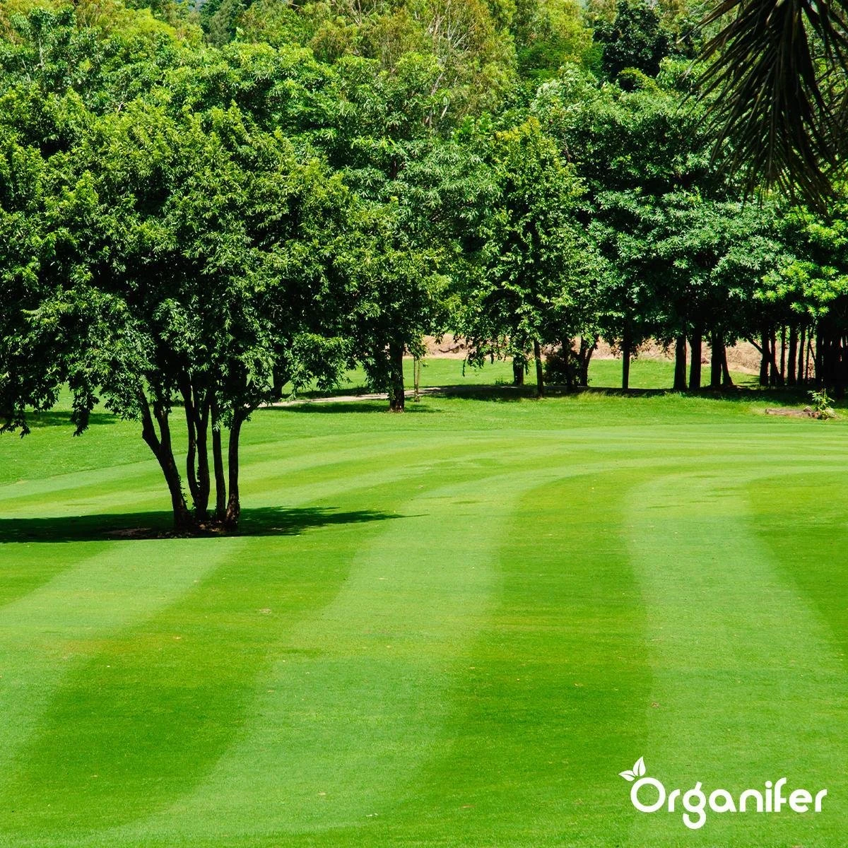 Kalk Korrel Meststof Verrijkt Met Magnesium (20Kg - Voor 400m2) Voor Dieper Bladgroen (+PH) Speciaal Voor Gazon, Perken, Moestuin En Openbaar Groen - Organifer 14 Kalk Korrel Meststof Verrijkt Met Magnesium (20Kg - Voor 400m2) Voor Dieper Bladgroen (+PH) Speciaal Voor Gazon, Perken, Moestuin En Openbaar Groen - Organifer - Image 14
