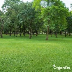 Kalk Korrel Meststof Verrijkt Met Magnesium (20Kg - Voor 400m2) Voor Dieper Bladgroen (+PH) Speciaal Voor Gazon, Perken, Moestuin En Openbaar Groen - Organifer 33 Kalk Korrel Meststof Verrijkt Met Magnesium (20Kg - Voor 400m2) Voor Dieper Bladgroen (+PH) Speciaal Voor Gazon, Perken, Moestuin En Openbaar Groen - Organifer -Tuinartikelen Winkel 1200x1200 1794