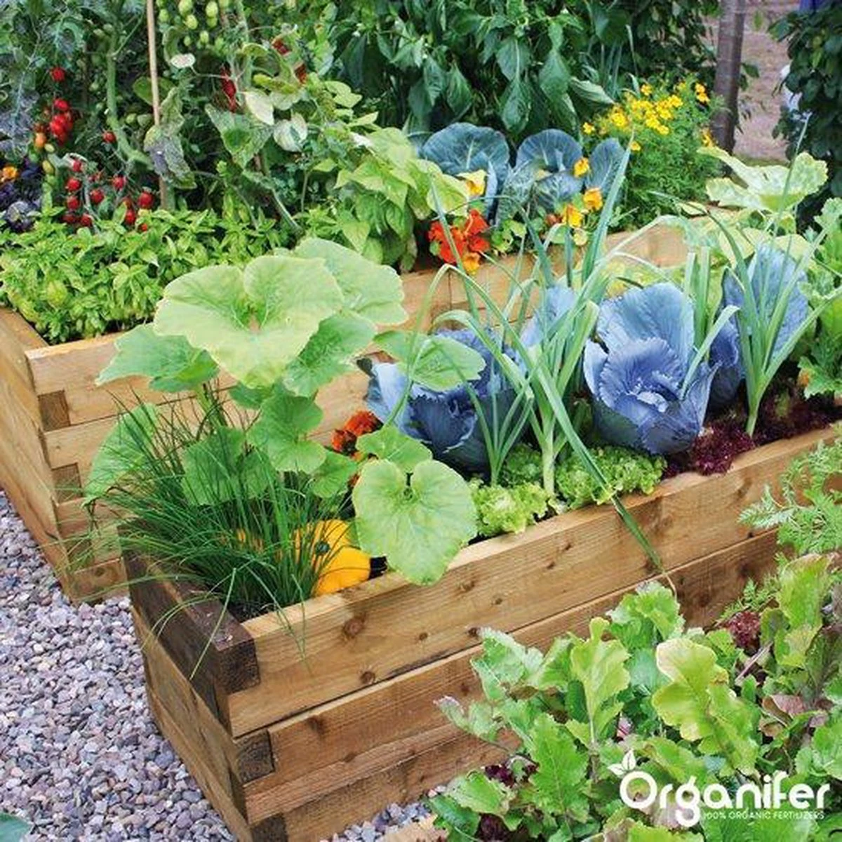 Kalk Korrel Meststof Verrijkt Met Magnesium (20Kg - Voor 400m2) Voor Dieper Bladgroen (+PH) Speciaal Voor Gazon, Perken, Moestuin En Openbaar Groen - Organifer 17 Kalk Korrel Meststof Verrijkt Met Magnesium (20Kg - Voor 400m2) Voor Dieper Bladgroen (+PH) Speciaal Voor Gazon, Perken, Moestuin En Openbaar Groen - Organifer - Image 17