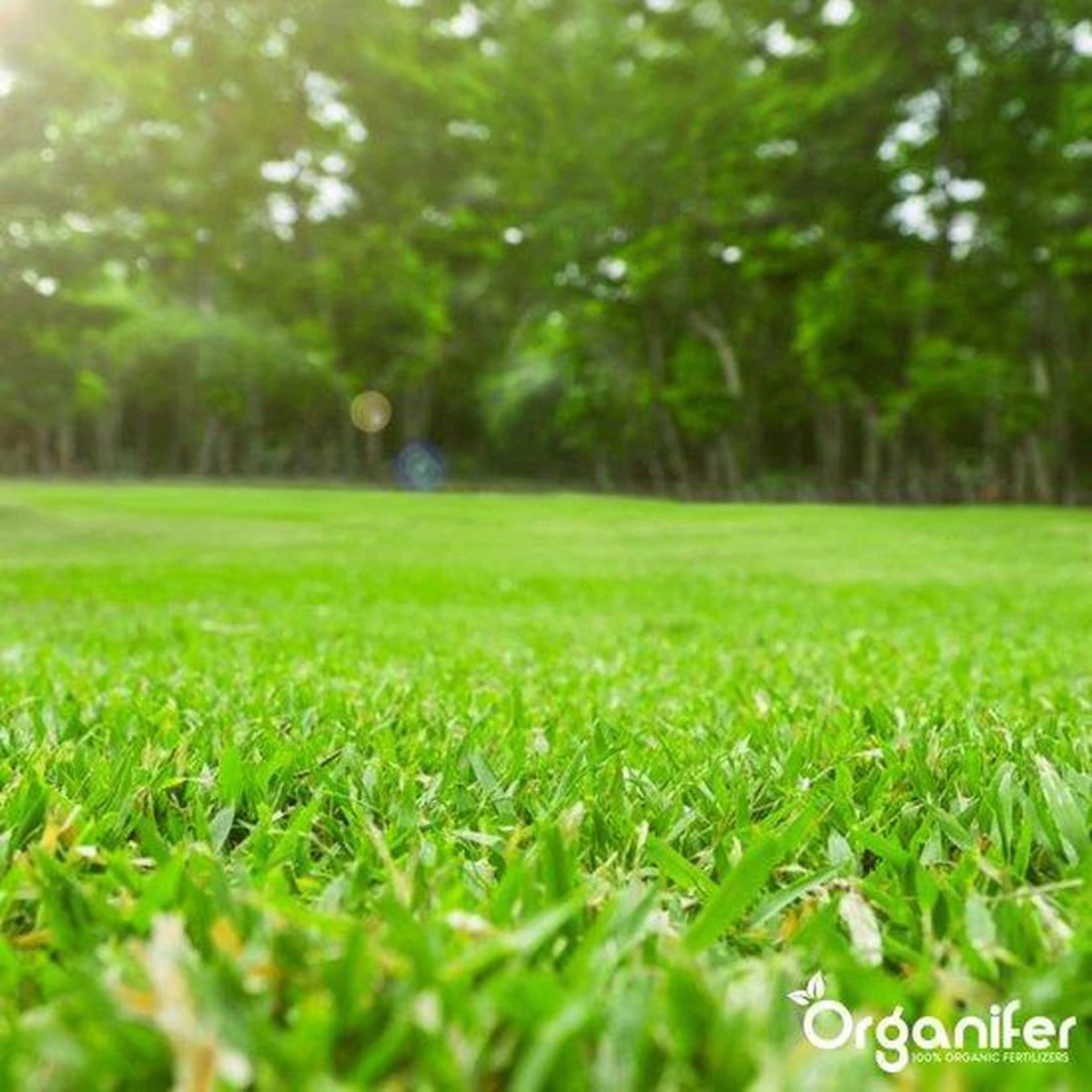 Kalk Korrel Meststof Verrijkt Met Magnesium (20Kg - Voor 400m2) Voor Dieper Bladgroen (+PH) Speciaal Voor Gazon, Perken, Moestuin En Openbaar Groen - Organifer 18 Kalk Korrel Meststof Verrijkt Met Magnesium (20Kg - Voor 400m2) Voor Dieper Bladgroen (+PH) Speciaal Voor Gazon, Perken, Moestuin En Openbaar Groen - Organifer - Image 18