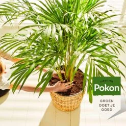 Pokon Palm Voeding - 250ml - Plantenvoeding - 10ml Per 1L Water -Tuinartikelen Winkel 1200x1200 1797