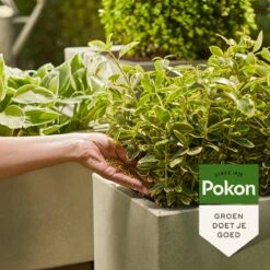 Pokon Voedingskorrels Voor Groene Planten - 800gr - 180 Dagen Voeding - Plantenvoeding -Tuinartikelen Winkel 1200x1200 1799