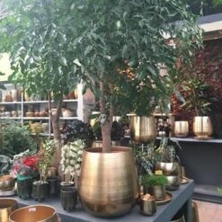 Gina Da Bloempot Karakter Goud - XL -Tuinartikelen Winkel 1200x1200 1860