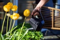 Xala - Gieter Doppio Groove 2L Olijfgrijs -Tuinartikelen Winkel 1200x799 180