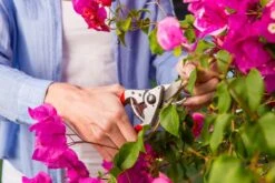 Felco 14 Snoeischaar | Ergonomisch | Voor Kleine Handen 5 Felco 14 Snoeischaar | Ergonomisch | Voor Kleine Handen -Tuinartikelen Winkel 1200x800 315