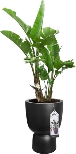 Elho Pure Coupe 41 - Bloempot Voor Binnen & Buiten - Ø 41.3 X H 57.9 Cm - Zwart/Zwart -Tuinartikelen Winkel 595x1200 1