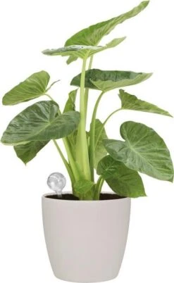 Elho Aqua Care 9 - Accessoires Voor Binnenaccessoires - Ø 17.3 X H 32.0 Cm - Transparant/Transparant -Tuinartikelen Winkel 737x1200 2