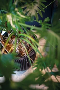 Capi Europe - Vaas Elegant Laag Groove NL - 34x46 - Goud - Voor Binnen En Buiten - KGVGB782 -Tuinartikelen Winkel 799x1200 59