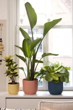 Elho Vibes Fold Rond 25 - Bloempot Voor Binnen - Ø 25.0 X H 23.0 Cm - Delicaat Roze -Tuinartikelen Winkel 800x1200 105