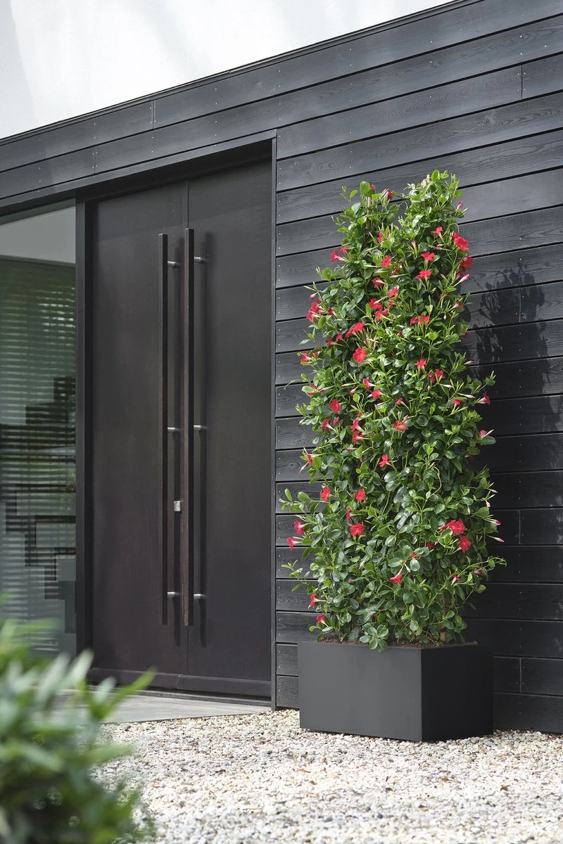 Elho Vivo Next Lang 60 - Bloempot Voor Binnen & Buiten - Ø 59.0 X H 29.2 Cm - Zwart/Living Black 4 Elho Vivo Next Lang 60 - Bloempot Voor Binnen & Buiten - Ø 59.0 X H 29.2 Cm - Zwart/Living Black - Image 4