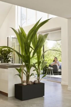 Elho Vivo Next Lang 60 - Bloempot Voor Binnen & Buiten - Ø 59.0 X H 29.2 Cm - Zwart/Living Black 23 Elho Vivo Next Lang 60 - Bloempot Voor Binnen & Buiten - Ø 59.0 X H 29.2 Cm - Zwart/Living Black -Tuinartikelen Winkel 800x1200 118