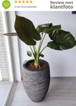 Capi Europe - Vaas Elegant Deluxe Rib NL - 40x60 - Antraciet - Voor Binnen En Buiten - KOFZ1131 16 Capi Europe - Vaas Elegant Deluxe Rib NL - 40x60 - Antraciet - Voor Binnen En Buiten - KOFZ1131 -Tuinartikelen Winkel 858x1200 3