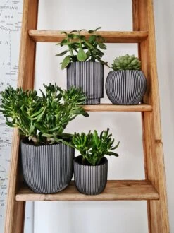 Capi Europe - Set Van 4 - Bloempot Binnen - Groove - Antraciet 8 Capi Europe - Set Van 4 - Bloempot Binnen - Groove - Antraciet -Tuinartikelen Winkel 899x1200 16