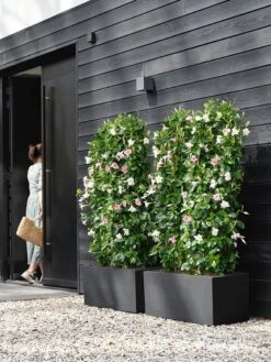 Elho Vivo Next Lang 60 - Bloempot Voor Binnen & Buiten - Ø 59.0 X H 29.2 Cm - Zwart/Living Black 26 Elho Vivo Next Lang 60 - Bloempot Voor Binnen & Buiten - Ø 59.0 X H 29.2 Cm - Zwart/Living Black -Tuinartikelen Winkel 900x1200 27