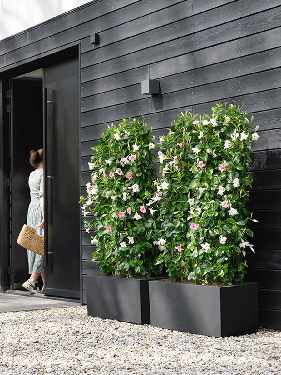 Elho Vivo Next Lang 60 - Bloempot Voor Binnen & Buiten - Ø 59.0 X H 29.2 Cm - Zwart/Living Black 8 Elho Vivo Next Lang 60 - Bloempot Voor Binnen & Buiten - Ø 59.0 X H 29.2 Cm - Zwart/Living Black - Image 8