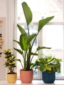 Elho Vibes Fold Rond 25 - Bloempot Voor Binnen - Ø 25.0 X H 23.0 Cm - Delicaat Roze -Tuinartikelen Winkel 911x1200 1