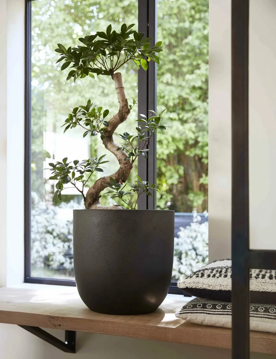 Capi Europe - Bloempot Bol Smooth NL - 43x41 - Zwart - Voor Binnen En Buiten - KBL933 2 Capi Europe - Bloempot Bol Smooth NL - 43x41 - Zwart - Voor Binnen En Buiten - KBL933 - Image 2