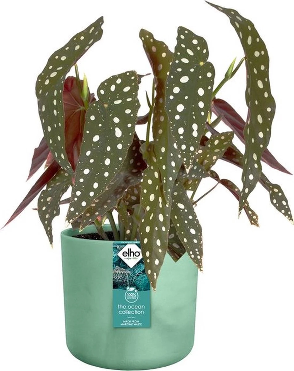 Elho The Ocean Collection Round 22cm - Bloempot Voor Binnen - 100% Gerecycled Materiaal - Gemaakt Met Zeeafval - Ø 22.3 X H 20.4 Cm - Pacifisch Groen 7 Elho The Ocean Collection Round 22cm - Bloempot Voor Binnen - 100% Gerecycled Materiaal - Gemaakt Met Zeeafval - Ø 22.3 X H 20.4 Cm - Pacifisch Groen - Image 7