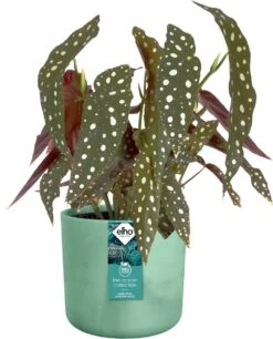 Elho The Ocean Collection Round 22cm - Bloempot Voor Binnen - 100% Gerecycled Materiaal - Gemaakt Met Zeeafval - Ø 22.3 X H 20.4 Cm - Pacifisch Groen 21 Elho The Ocean Collection Round 22cm - Bloempot Voor Binnen - 100% Gerecycled Materiaal - Gemaakt Met Zeeafval - Ø 22.3 X H 20.4 Cm - Pacifisch Groen -Tuinartikelen Winkel 969x1200 9